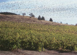 image:Birds over vineyard.jpg