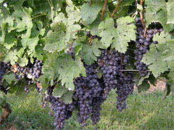 'Cabernet Sauvignon' clusters too crowded and over-cropped in Pennsylvania.