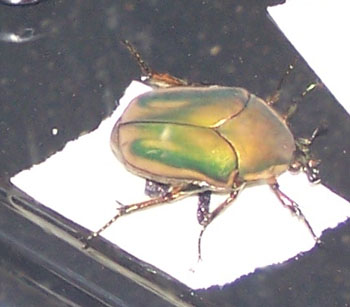 Escarabajo verde de junio.