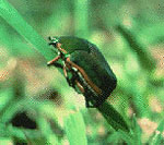 Green June Beetle, Auburn University