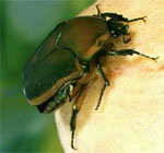 Green June Beetle, Oklahoma State University