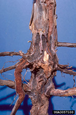 image:Grape root borer in rootstock.jpg