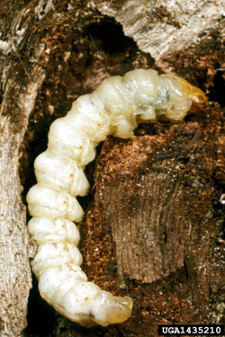 image:Grape root borer larva.jpg