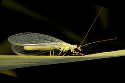 Green lacewing adult.