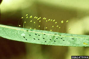 Green lacewing eggs.