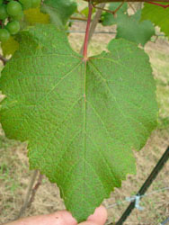 Oxidant stipple caused by ozone on 'Lomanto' grape.