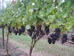 Very nicely distributed 'Pinot noir' with correct crop load in Ontario.