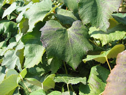 Figure 4. Concord grape leaf showing moderate symptoms of blackleaf.  Areas discolored by UV-B radiation damage are becoming necrotic. Photo by Lynn Mills, Washington State University.