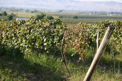 Figure 6. Vine defoliation caused by blackleaf can negatively affect fruit quality. Photo by M. Olmstead, University of Florida.
